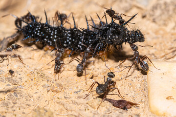 black ant on the ground