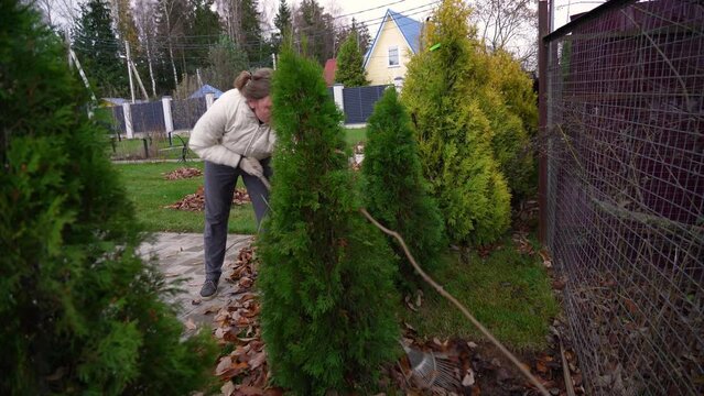 Millennial woman collects fallen leaves with a rake on the lawn in the garden among tui growing in a row. A mature woman cleans the green lawn and hard-to-reach places near the fence from dry leaves.
