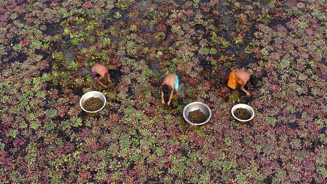 Farmers are picking water chestnuts from ponds.
