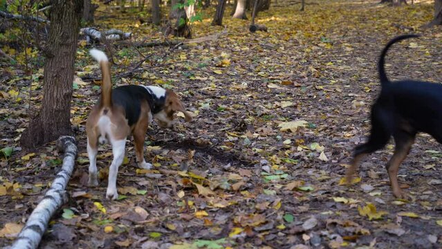 Two dogs sniff trees and take turns marking the territory with urine. German pinscher and beagle walk in the autumn forest
