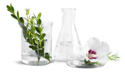Scientific glassware with flowers and herbal. Natural skin care beauty products concept.