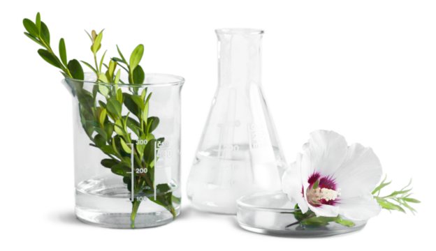 Scientific glassware with flowers and herbal. Natural skin care beauty products concept.