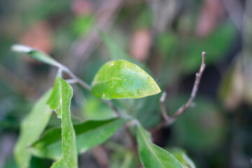 Bright green leaf closeup