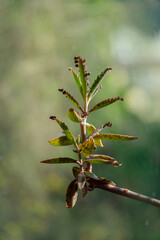Herbst Farben, Grünpflanze Fenster