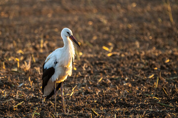 great white heron