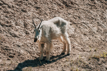 Mountain goat