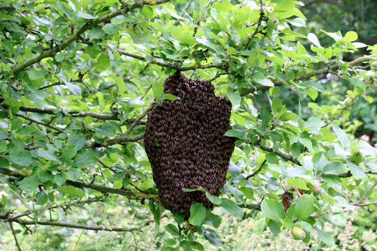 Essaimage abeilles