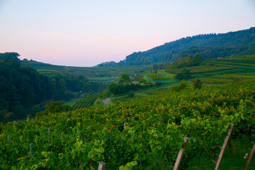 Weinberge Reben