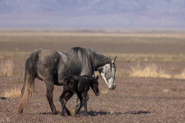 Wild Horse Mare and Foal in the Utah Desert in Spring