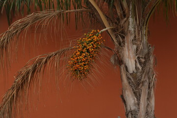 tree in the wind