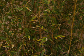 green grass in a field