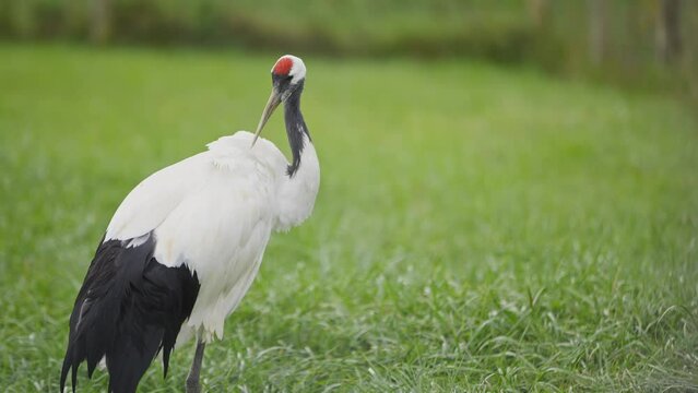 red crowned crane near grass in slow motion with feathers