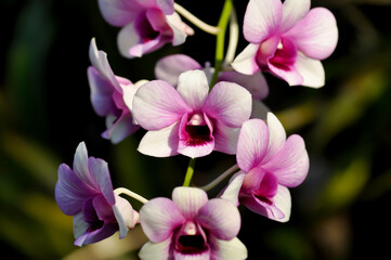 Fototapeta na wymiar pink orchid , pink and red orchid flower or Orchidaceae