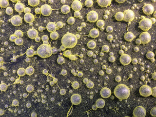 Algae grows in eutrophic water