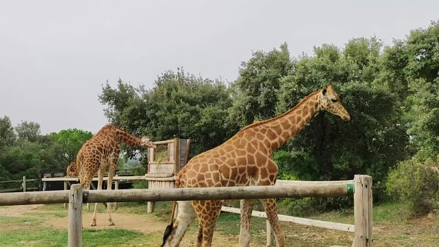 plusieurs girafes dans un enclos dans un parc animalier