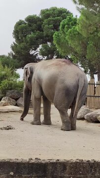 un &eacute;l&eacute;phant dans un parc animalier	