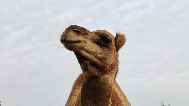 portrait d'un dromadaire en gros plan