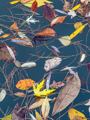 Verschiedene herbstlich gefärbte Blätter schwimmen im Wasser
