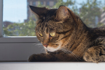 A disgruntled, sad cat is lying on the windowsill.