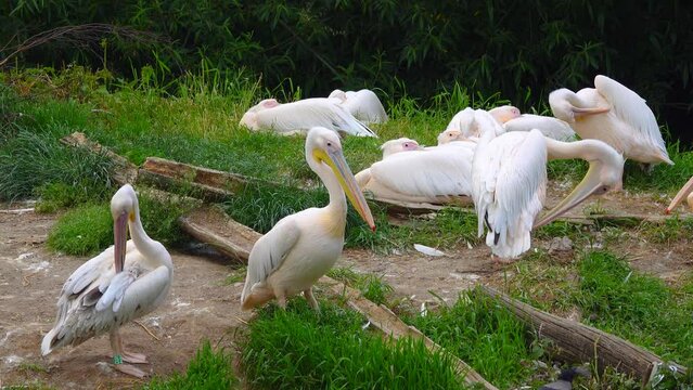 flock of pelicans cleans its wings in the natural environment