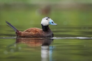 Selective focus shot of a white-headed duck swimming in the pond in the daylight