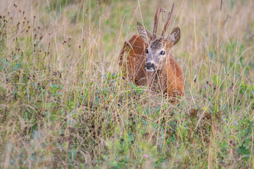 deer in the field