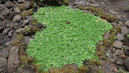 Amazing water lettuce in a stone pool of a spring river outdoors. Tropical plants in shape of heart. Affection symbol made by nature and human. Metaphor of love. Film grain texture soft focus