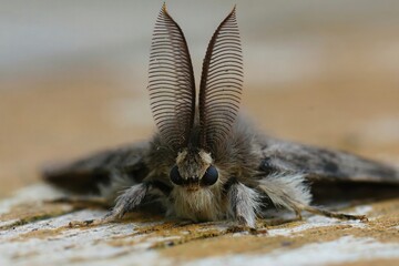 Frontal vertical closeup on a European gypsy moth, Lymantria dispar with it's antenna