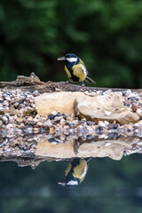 Great tit Parus major. Garden bird, perched on a trunk near the water in forest pond, is reflected in the water.
