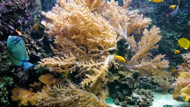 yellow tang (zebrasoma flavescens), yellowtail damselfish (сhrysiptera parasema) fishs swims along a coral