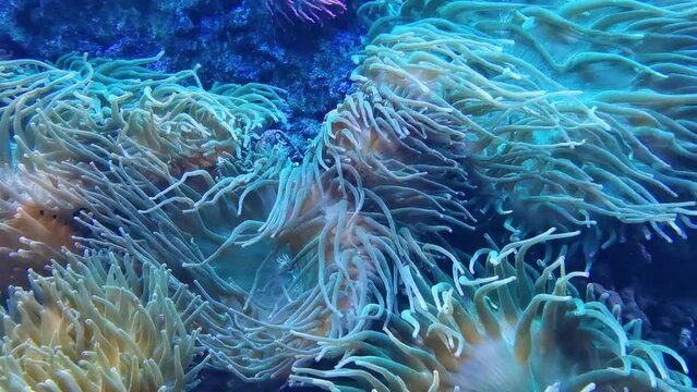 magnificent sea anemone (Heteractis magnifica), also known as the ritteri anemone