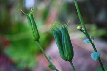 Orlik wachlarzowaty 'Nana Alba' Aquilegia flabellata