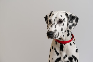 Close-up - beautiful adult Dalmatian dog sits on a white background