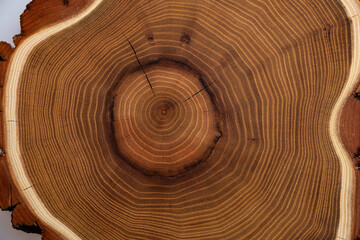 Fototapeta na wymiar The wood slices natural texture