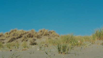 dunes in the beach