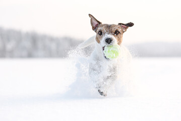 Happy dog playing fetch outside with owner during walk on winter day. Beautiful scene with dog...
