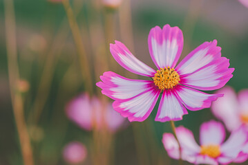 Obraz premium Cosmos Flowers in nature background.