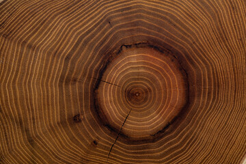 The wood slices natural texture - obrazy, fototapety, plakaty