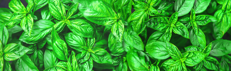 Basil grows in the garden. Selective focus.