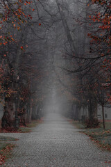 Fototapeta Jesienna aleja w parku we mgle obraz