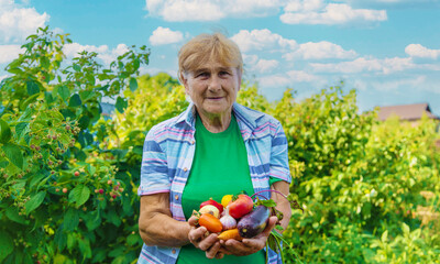 Grandmother in the garden with a harvest of vegetables. Selective focus.