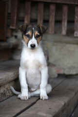 Black and white puppy sitting on wooden steps outdoors. Portrait of a puppy dog on the porch of the house.