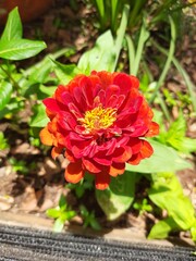 Flor da estação no jardim de uma escola