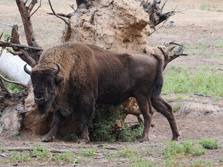 kapitaler massiger Wisent vor Wurzelteller