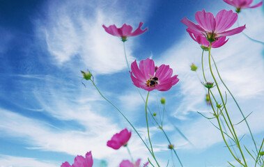 Fototapeta na wymiar Pink flowers against the sky. Selective focus.