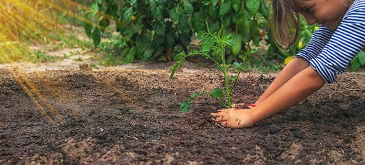 The child is planting a plant in the garden. Selective focus.