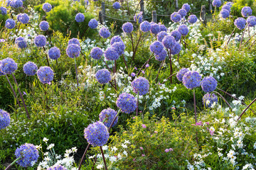 Allium giganteum flower heads giant onion Allium, The flowers bloom in the early summer morning,...