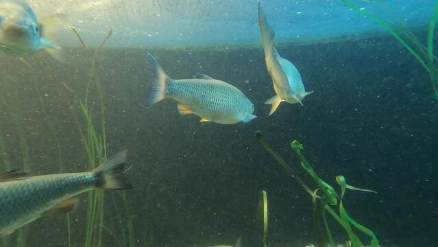 Aquarium Fish that also are in the Danube river