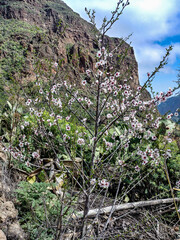 Amazing View on Barranco de Guayadeque, Gran Canaria, Canary Island, Spain, Europe
