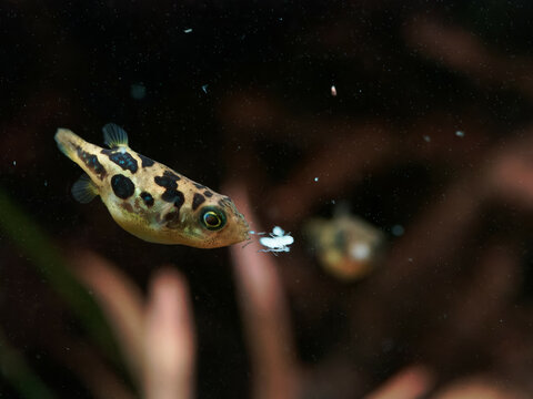 Dwarf pea puffer (Carinotetraodon travancoricus) about to swallow mysis shrimp during feeding while another fish watches